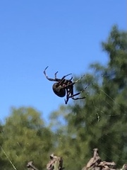 Metepeira labyrinthea