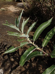 Salix eriocephala
