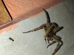 Phoneutria boliviensis