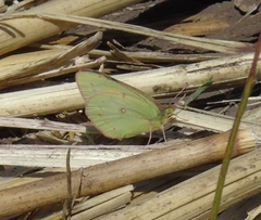 Colias lesbia