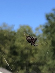 Metepeira labyrinthea