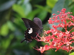 Papilio helenus