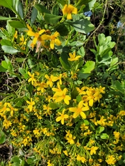 Osteospermum moniliferum