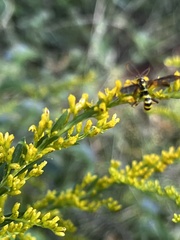 Myzinum quinquecinctum