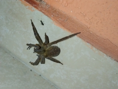 Phoneutria boliviensis