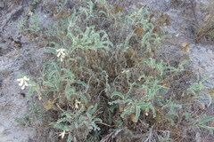 Astragalus nuttallii