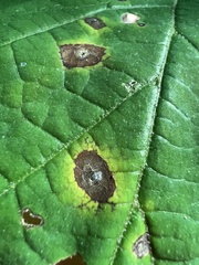 Phyllosticta hamamelidis