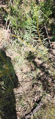 Acacia decora