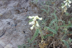 Astragalus nuttallii