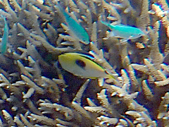 Chaetodon unimaculatus