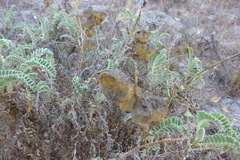 Astragalus nuttallii