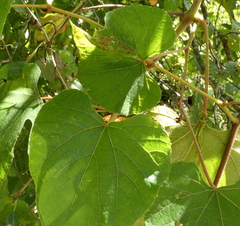 Vitis cinerea
