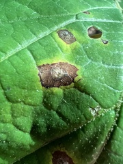 Phyllosticta hamamelidis