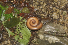 Orthoporus