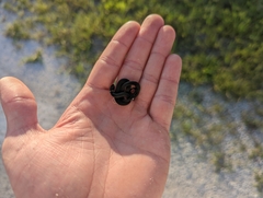 Diadophis punctatus punctatus