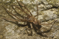Acanthoctenus