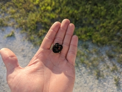 Diadophis punctatus punctatus