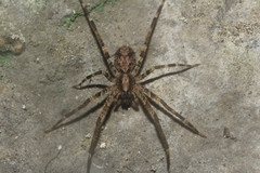 Acanthoctenus