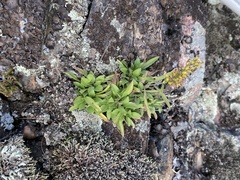 Solidago simplex