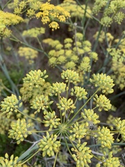 Lomatium californicum