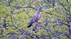 Patagioenas picazuro