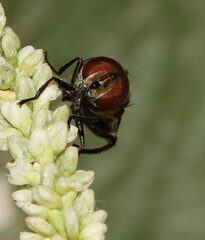 Palpada furcata