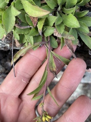 Solidago simplex