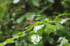 Kallima horsfieldii