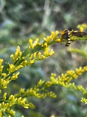 Myzinum quinquecinctum