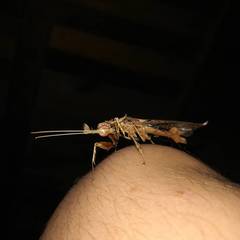 Phyllocrania