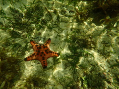 Protoreaster nodosus