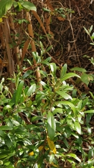 Olea europaea cerasiformis