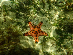 Protoreaster nodosus