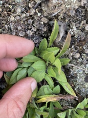 Solidago simplex