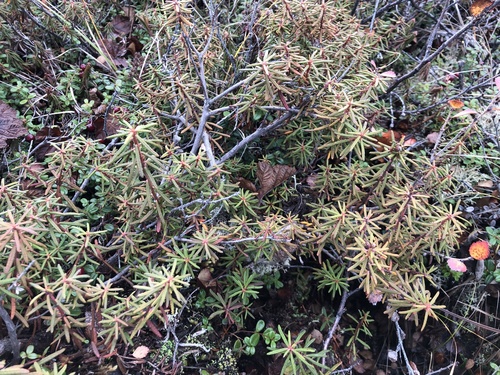 Rhododendron tomentosum observed 2022-09-17