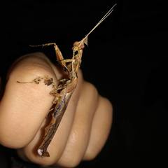 Phyllocrania