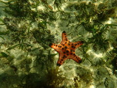 Protoreaster nodosus