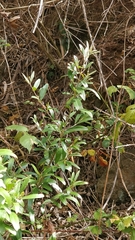Olea europaea cerasiformis