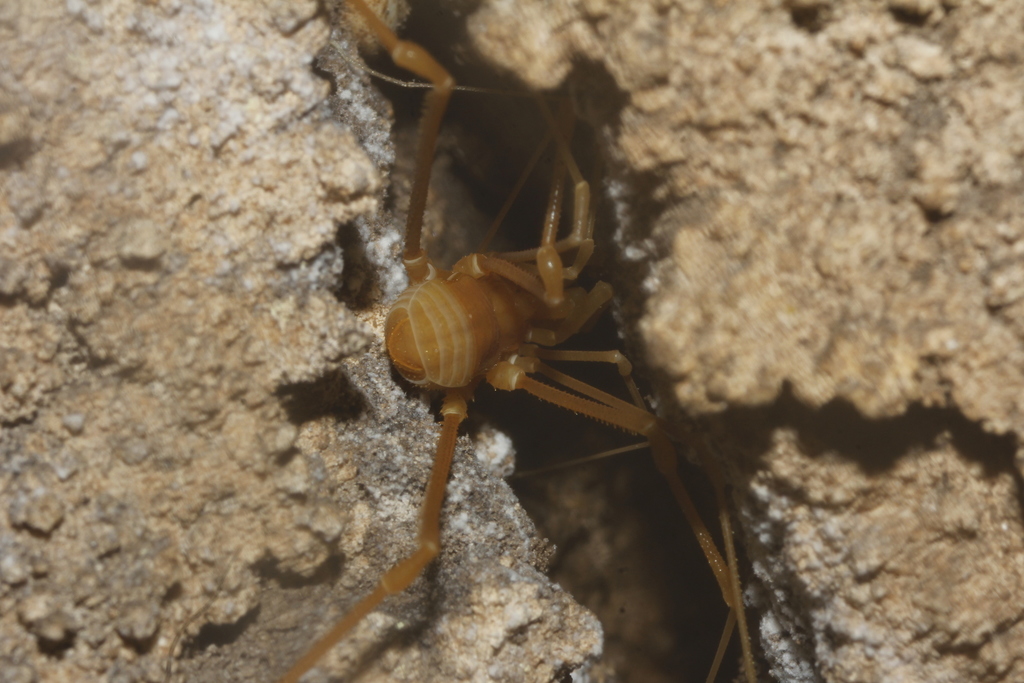 Serrobunus boneti