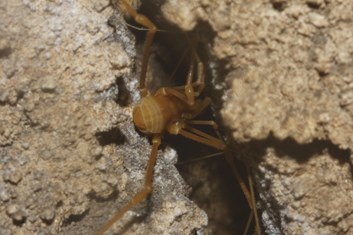 Serrobunus boneti