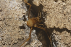 Serrobunus boneti