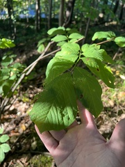 Cladrastis kentukea