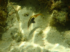 Parupeneus barberinoides