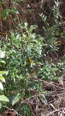 Olea europaea cerasiformis