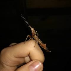 Phyllocrania