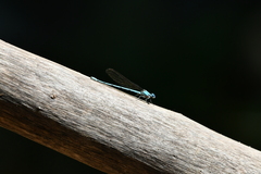 Argia westfalli