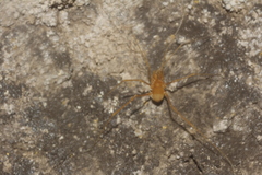 Serrobunus boneti