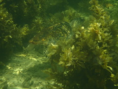 Eretmochelys imbricata