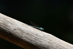 Argia westfalli
