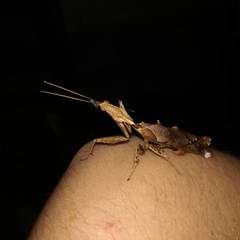 Phyllocrania